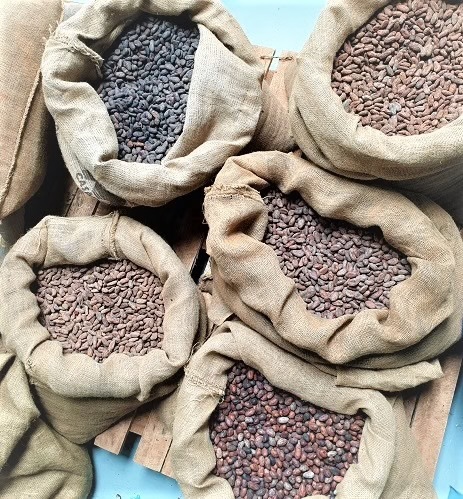 Cacao